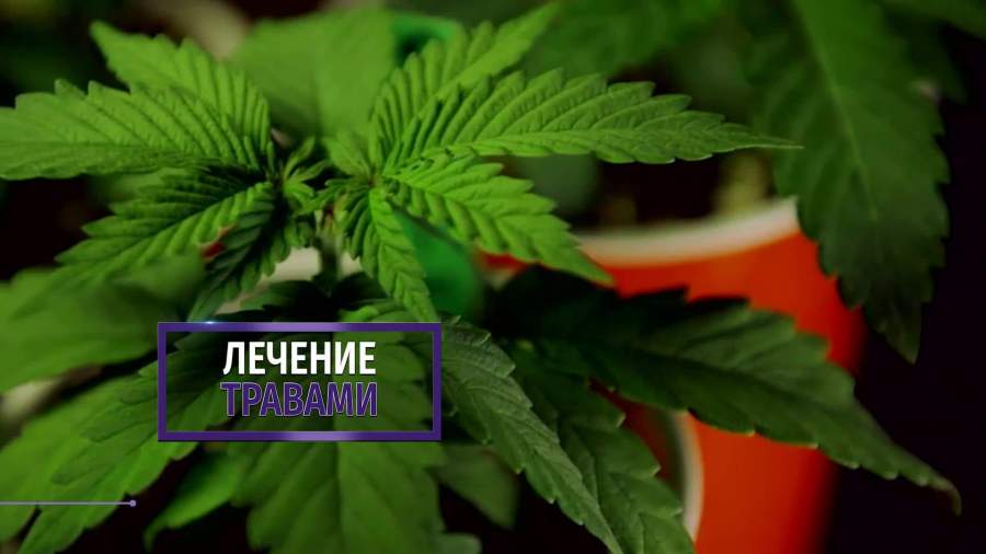 Закон легализации марихуаны россии прага и марихуана